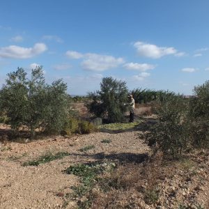 ISUL olive picking 2